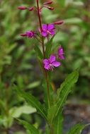 blooming Fireweed, usa, alaska