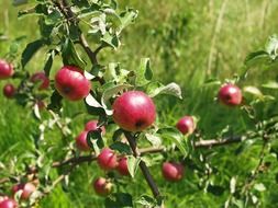 litlle apple tree