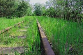 abandoned railroad at forest