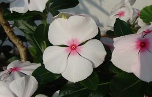 periwinkle, white wildflowers