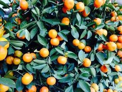 fruits on an orange bush