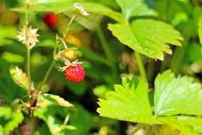 forest strawberry