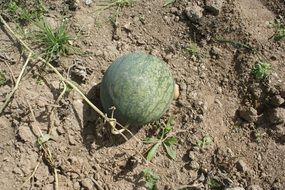 watermelon lies on the ground