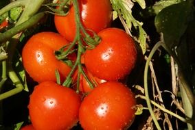 growing of organic red tomatoes
