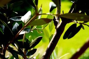 Branches of an olive tree with green leaves