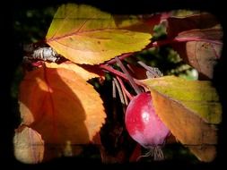 An apple on a branch with autumn leaves in light and shadow