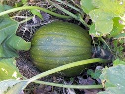 large watermelon grows in the garden