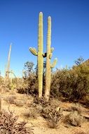 huge cactus in arizona