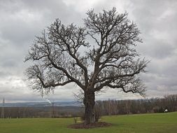 fruit tree on the field