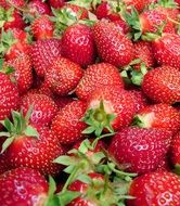 ripe strawberries with tails