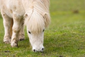 photo of a white scottish pony