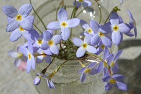 purple flowers in the vase