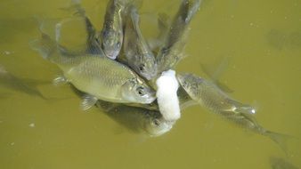 silver fish floating in water
