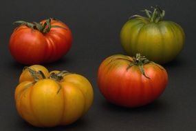four multicolored tomatoes