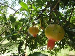 pomegranates on a tree on a sunny day