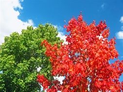 Red and green maple trees