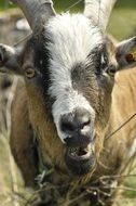 goat face close up