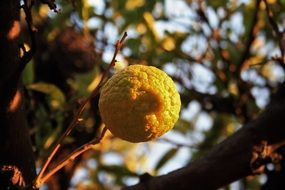 lemon citrus fruit close-up