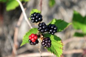 Blackberries are growing in the forest