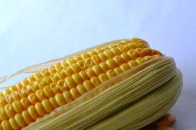 ripe corn maize vegetables grain