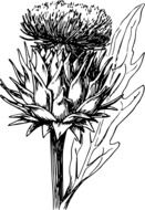 black and white thistle pattern
