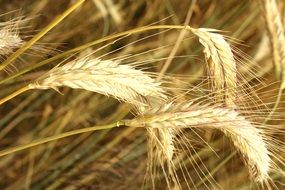 golden ears of wheat field