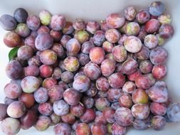 blue plums on white background