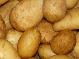 boiled potatoes