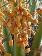 orange date palm fruit