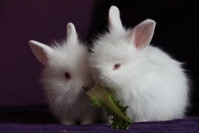 photo of the two white rabbits