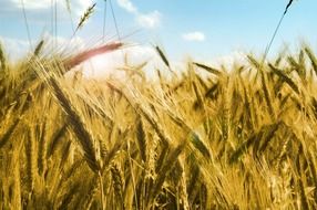 ripening rye in field