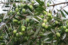 Green olives on the tree