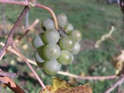 sour green grapes on a branch