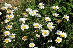 Natural daisy field