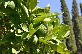 orange tree immature citrus fruit