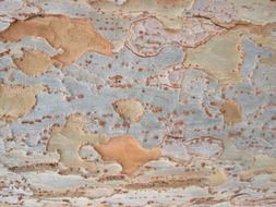 natural tree bark texture