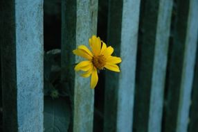 yellow flower through a fence