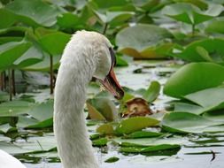 the white neck of a Swan