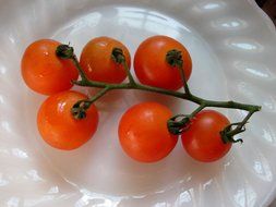 dainty tomatoes vine