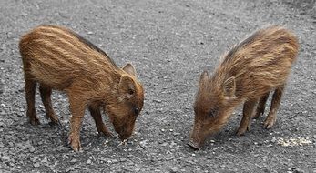 two little striped piglets