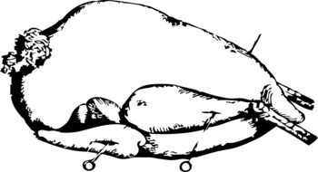 chicken turkey drawing