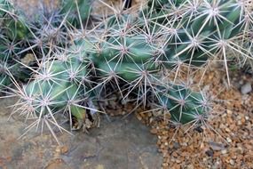 Prickly cactus in the hot desert