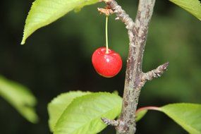 cherry on a branch in the garden