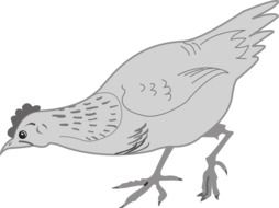 grey chicken as a drawing