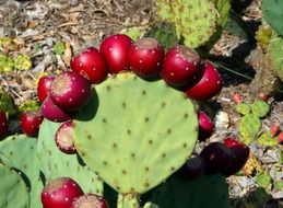 red prickly pears on a large cactus