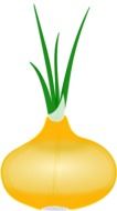 painted yellow onions on a white background