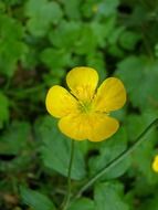 yellow small blossom