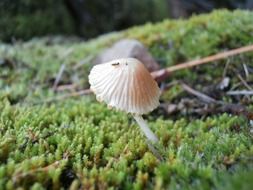 white mushrooms on a moss