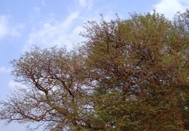 tamarind is a fruit tree