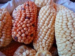 corn varieties